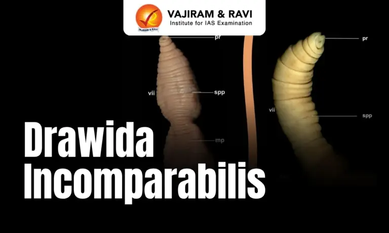 Drawida Incomparabilis