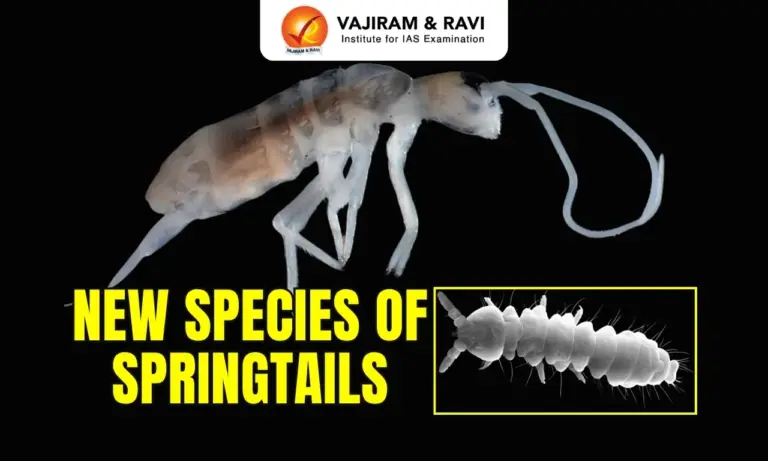 New Species of Springtails