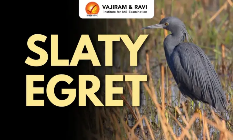 Slaty Egret