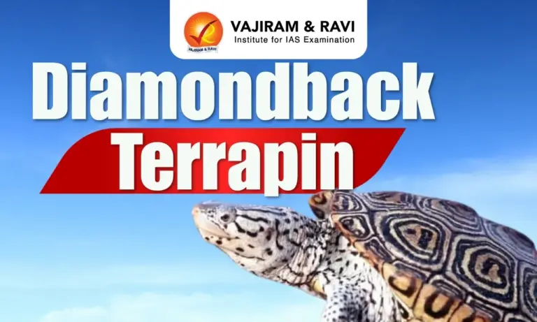 Diamondback Terrapin