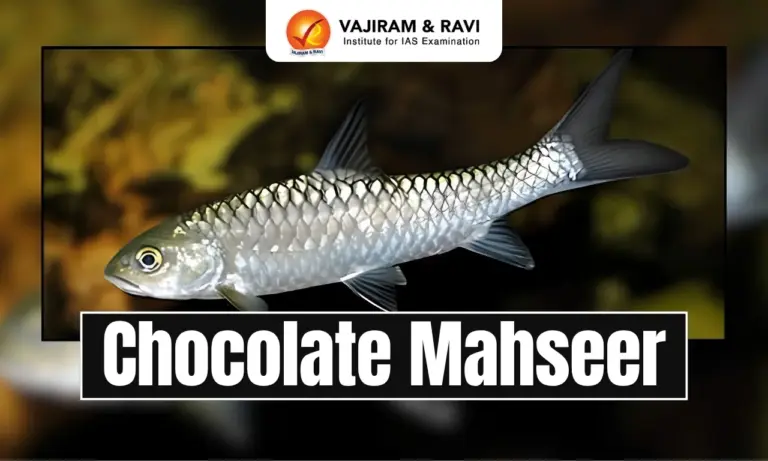 Chocolate Mahseer