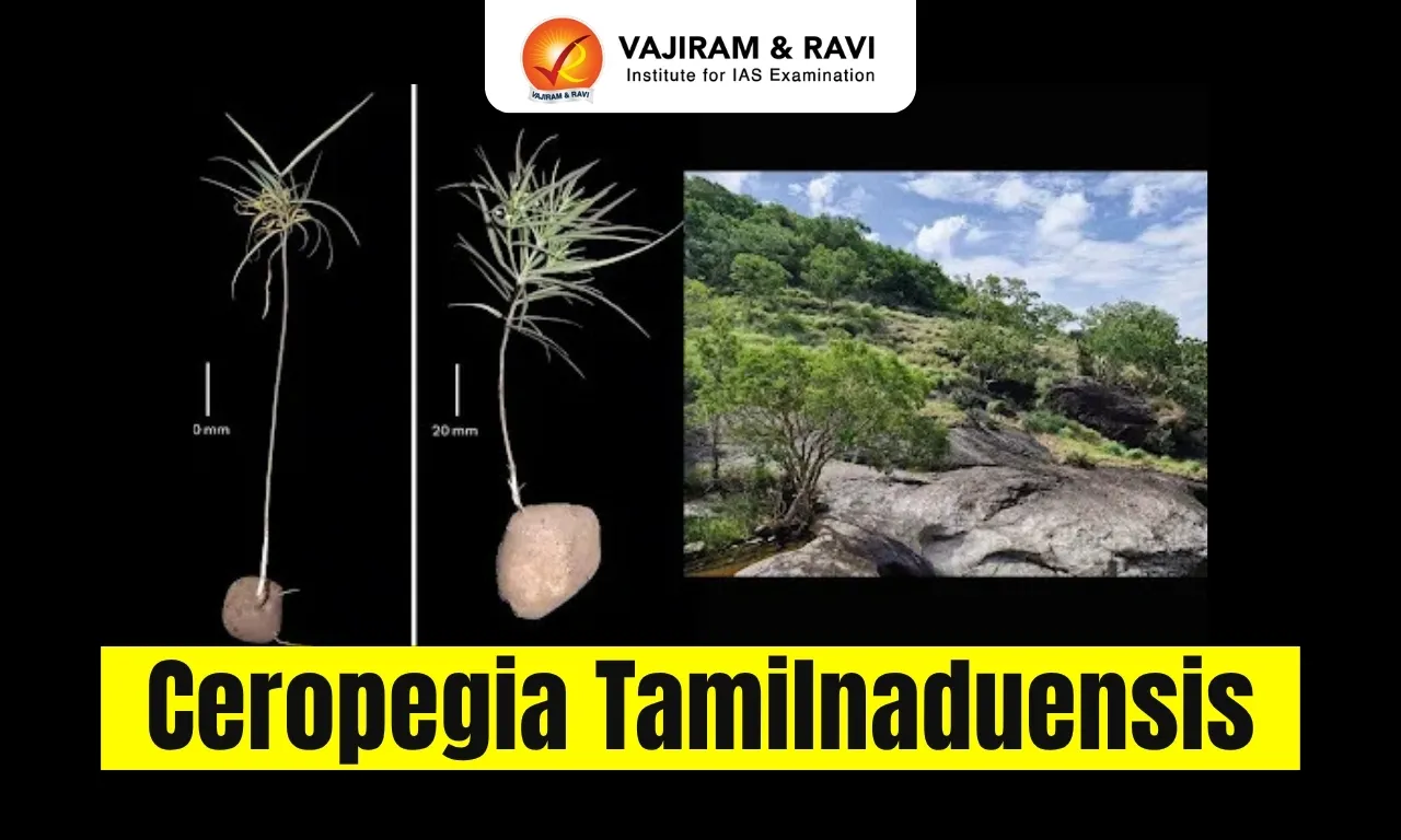 Ceropegia tamilnaduensis