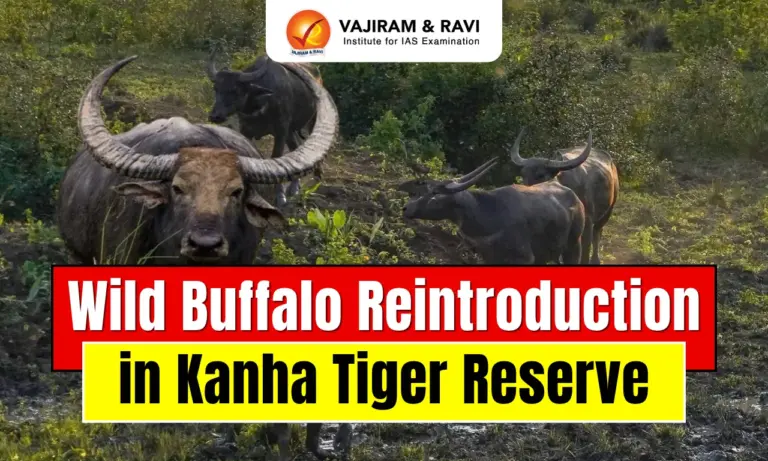 Wild Buffalo Reintroduction in Kanha Tiger Reserve