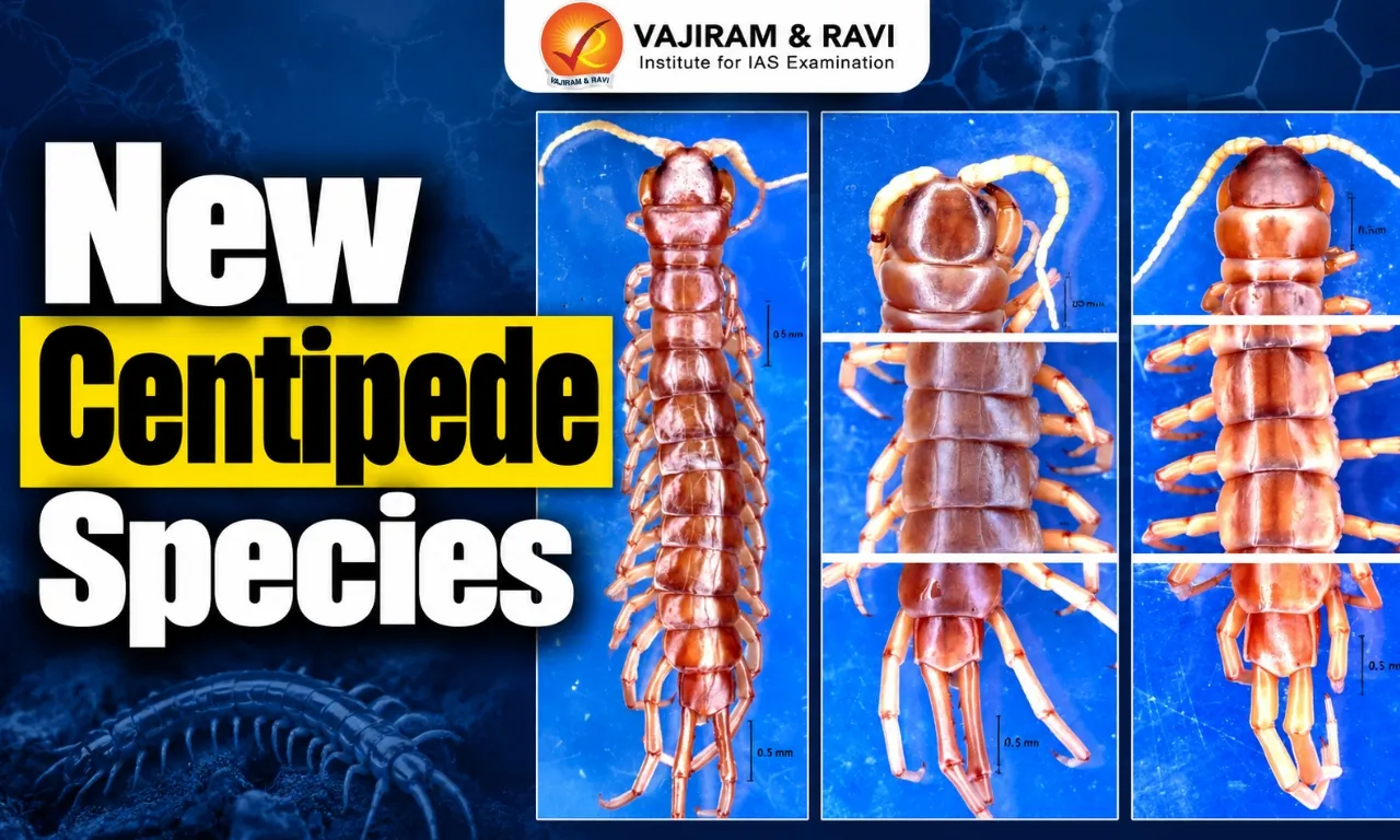 New Centipede Species