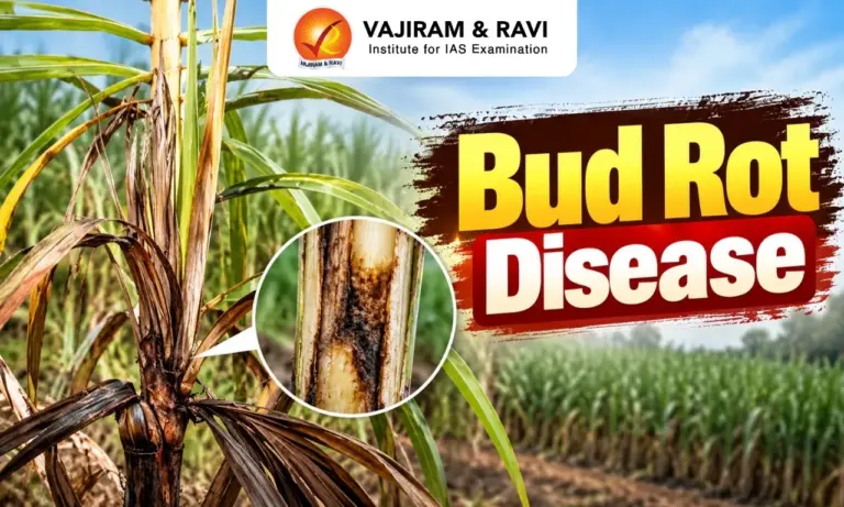 Bud Rot Disease