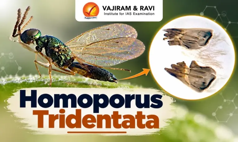 Homoporus Tridentata