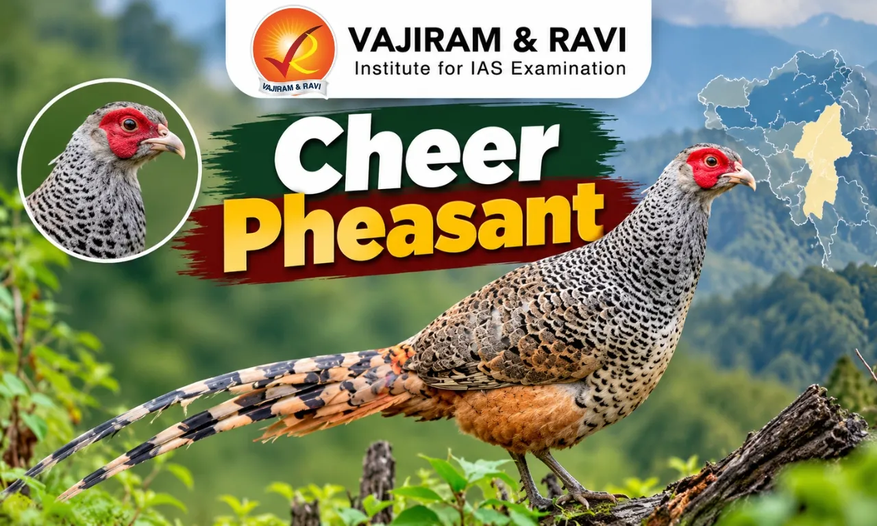 Cheer Pheasant