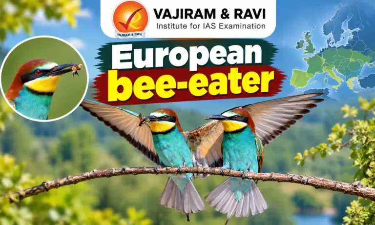 European Bee-Eater