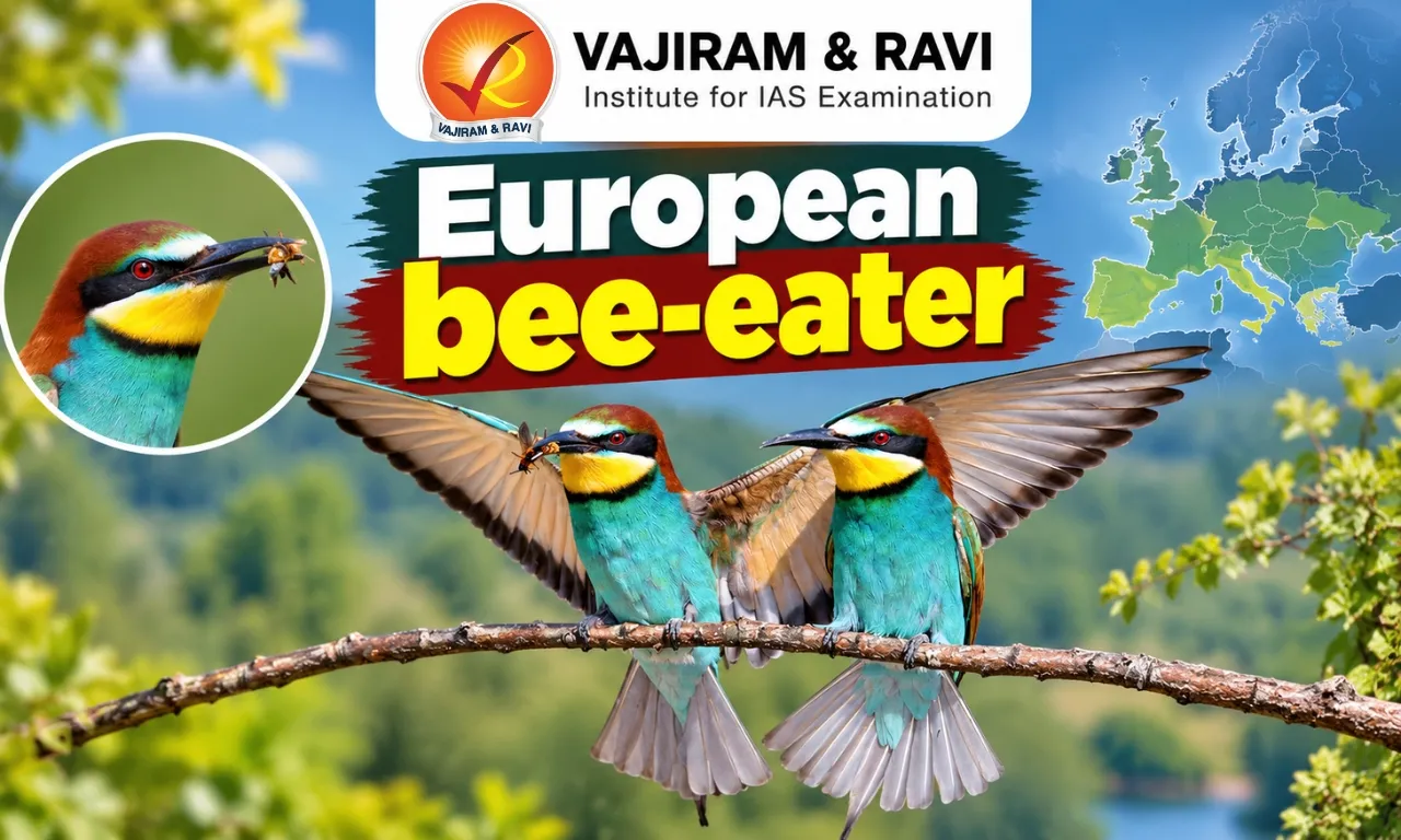 European Bee-Eater