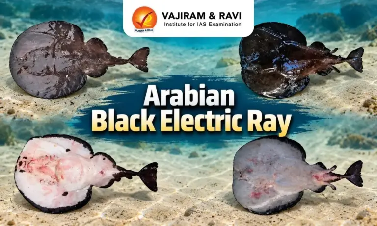Arabian Black Electric Ray