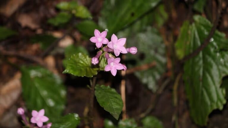 Two New Plant Species