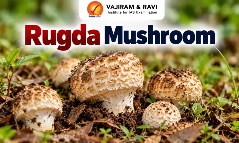Rugda Mushroom