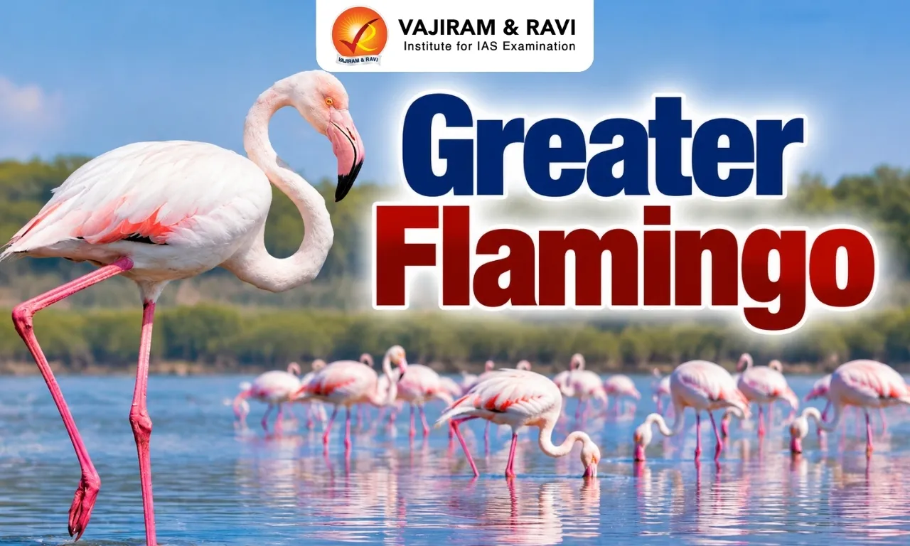 Greater Flamingo