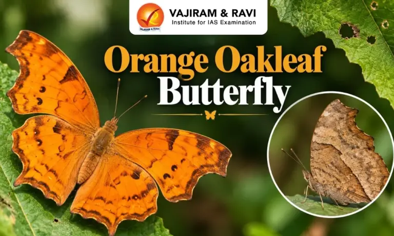 Orange Oakleaf Butterfly