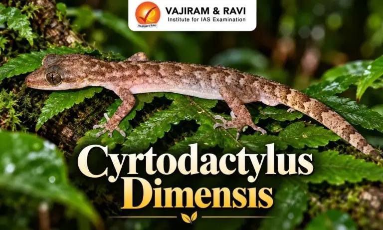 Cyrtodactylus dimensis