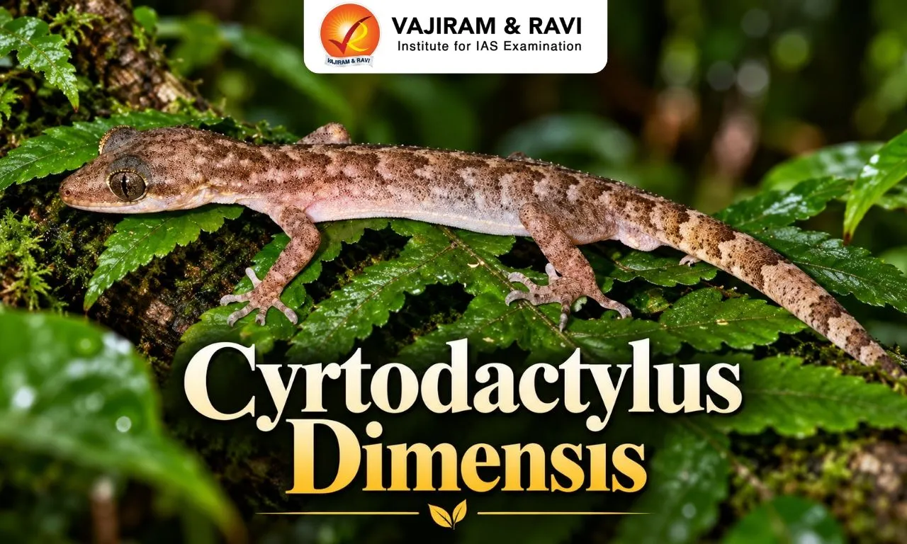 Cyrtodactylus dimensis