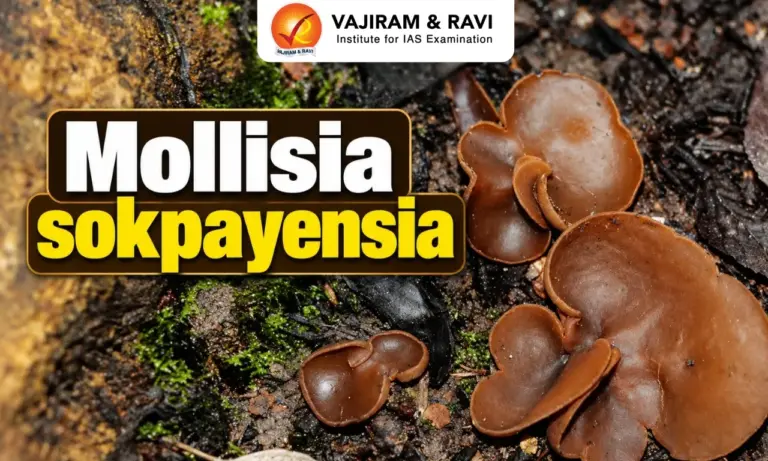 Mollisia sokpayensia