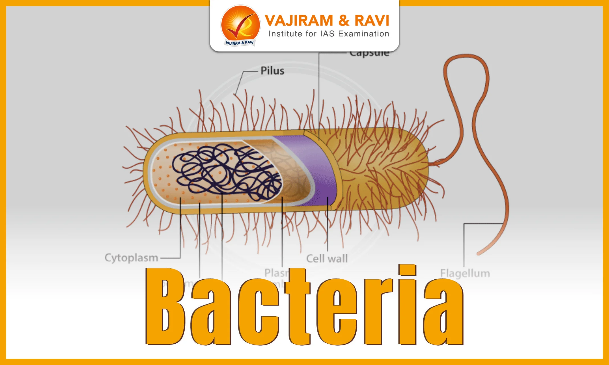 Bacteria