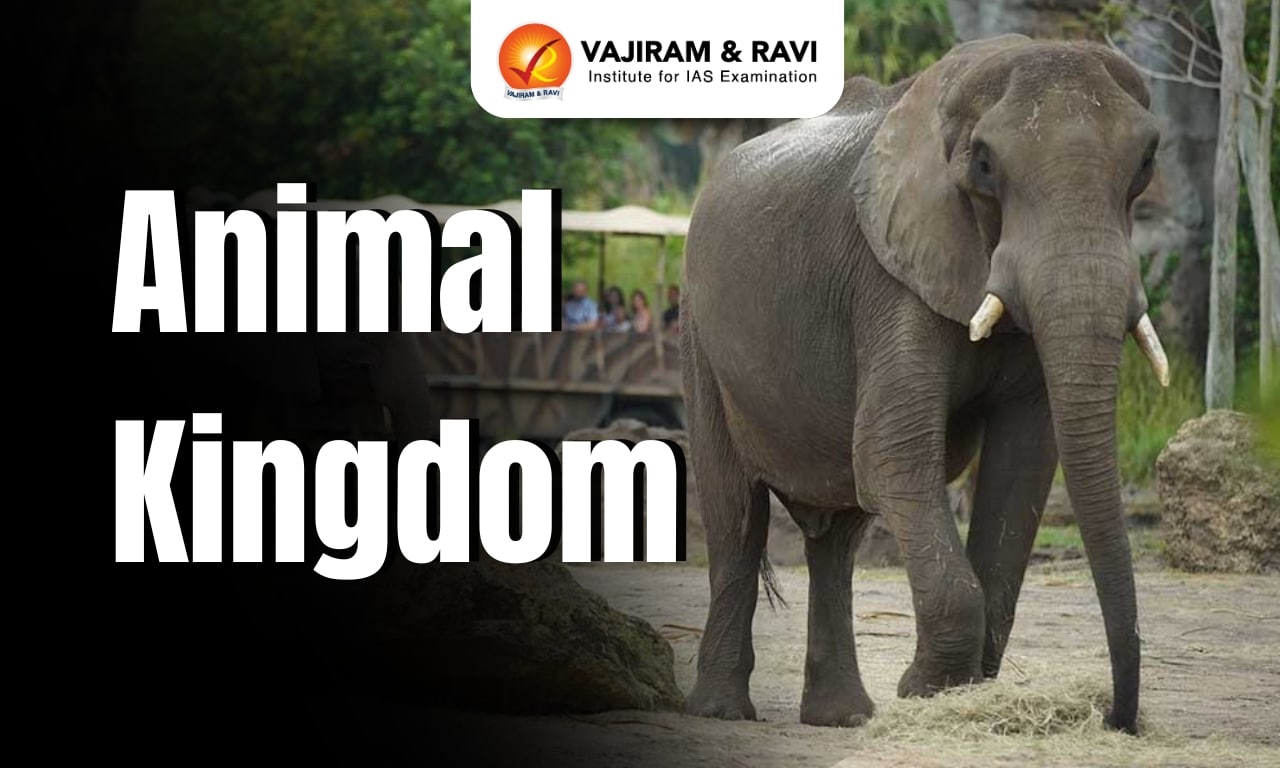 Animal Kingdom