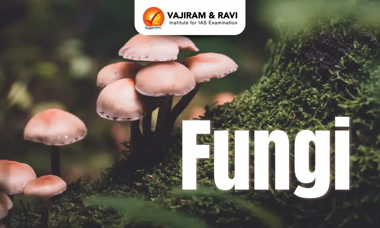 Fungi