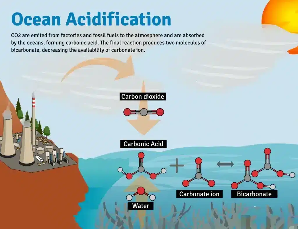 Ocean-Acidification
