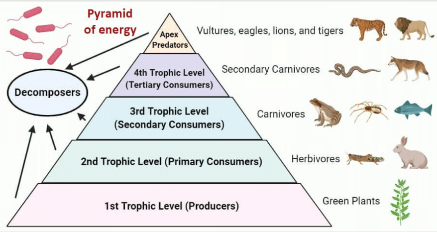 Pyramid of Energy