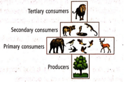 Ecological Pyramid, Meaning, Types, Example, UPSC Notes