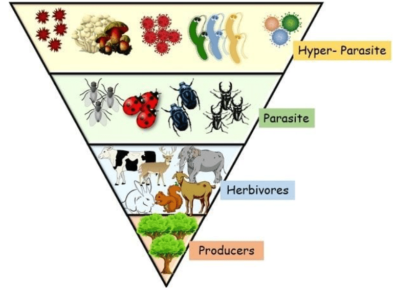 An Inverted Pyramid Of Number And An Inverted Pyramid