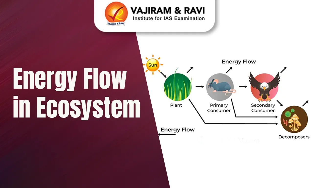 Energy Flow in Ecosystem