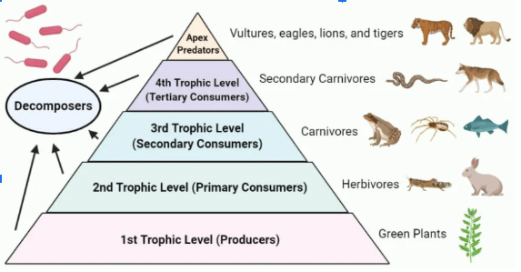 Food Chain