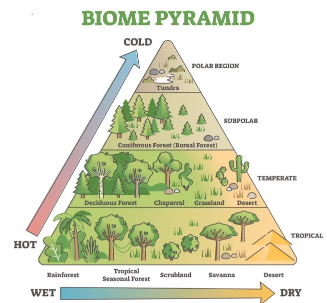 Biomes Pyramid